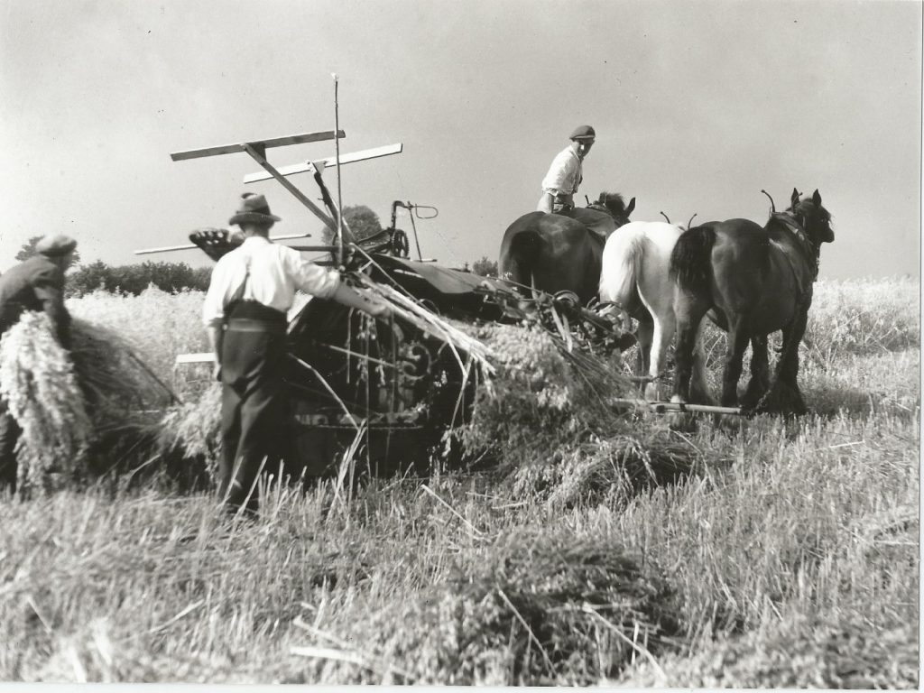 Harvesting at Lockton